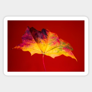 Autumn Maple Leaf Sticker